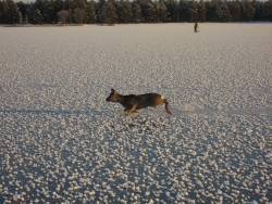 Råbock på Orsasjön